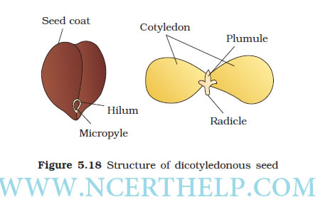 Structure of a Dicotyledonous Seed